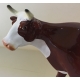 Vache miniature brune et blanche