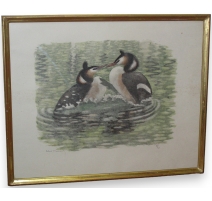 Gravure "Dispute de grèbes huppés" signée HAINARD