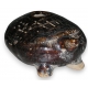 Céramique représentant "Une tortue"