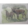 Engraving entitled ‘Bellowing Stag’, signed by Robert HAINARD, on Moinat SA – Antiques and decorative items – Engravings, lithog