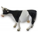 Vache miniature noire et blanche