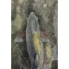 Gravure "Deux hotus", signée Robert HAINARD.  sur Moinat SA  - Antiquités décoration -  Gravures, Lithos