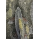 Gravure "Deux hotus", signée Robert HAINARD.