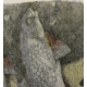 Gravure "Deux hotus", signée Robert HAINARD.