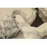 Engraving entitled ‘Hermine’, signed by Robert HAINARD on Moinat SA – Antiques and decorative items – Engravings, lithographs