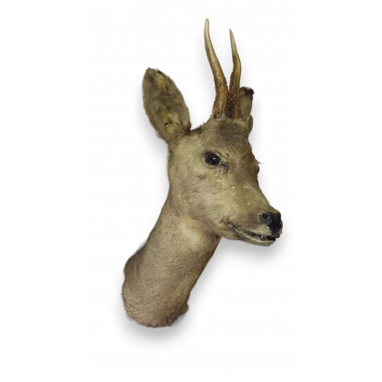 Trophée de chasse \"Tête de chevreuil\"