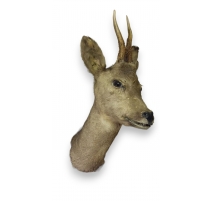 Trophée de chasse "Tête de chevreuil"