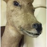 "Deer Head" hunting trophy at Moinat SA – Antiques and home décor