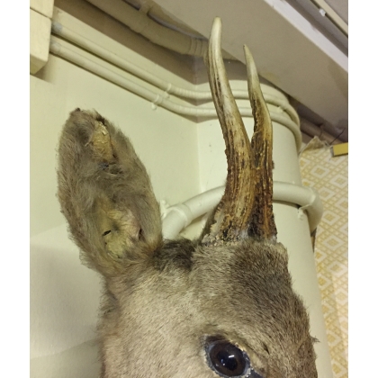 "Deer Head" hunting trophy at Moinat SA – Antiques and home décor