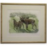 Engraving entitled ‘Bellowing Stag’, signed by Robert HAINARD, on Moinat SA – Antiques and decorative items – Engravings, lithog