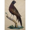  Tableau faisan réalisés avec des plumes sur  Moinat SA  - Antiquités décoration