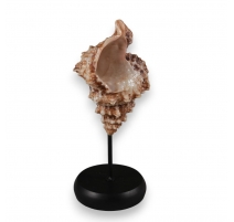 Coquille de conque montée sur un support en bois
