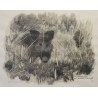 Gravure "Apparition de sanglier" signée HAINARD