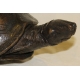 Grande tortue en bronze patine brune