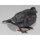 Pigeon en bronze de Vienne