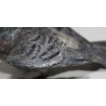 Pigeon en bronze de Vienne