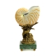 Coquillage en porcelaine sur un dauphin en bronze