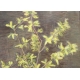 Pastel "Forsythia" signé Aimée RAPIN