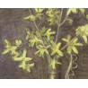 Pastel "Forsythia" signé Aimée RAPIN