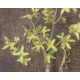 Pastel "Forsythia" signé Aimée RAPIN