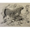 Gravure "Gelinotte" signée Robert HAINARD