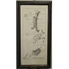 Gravure Bailliage de Bouchsee