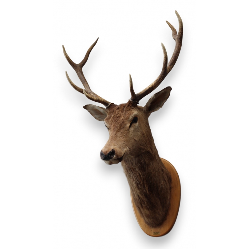 Deer Head Hunting Trophy