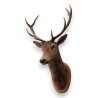 Deer Head Hunting Trophy