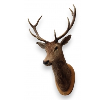 Trophée de chasse Tête de cerf