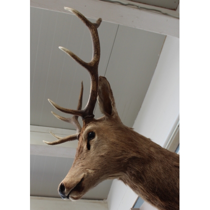 Deer Head Hunting Trophy