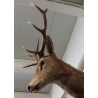 Deer Head Hunting Trophy