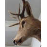 Deer Head Hunting Trophy