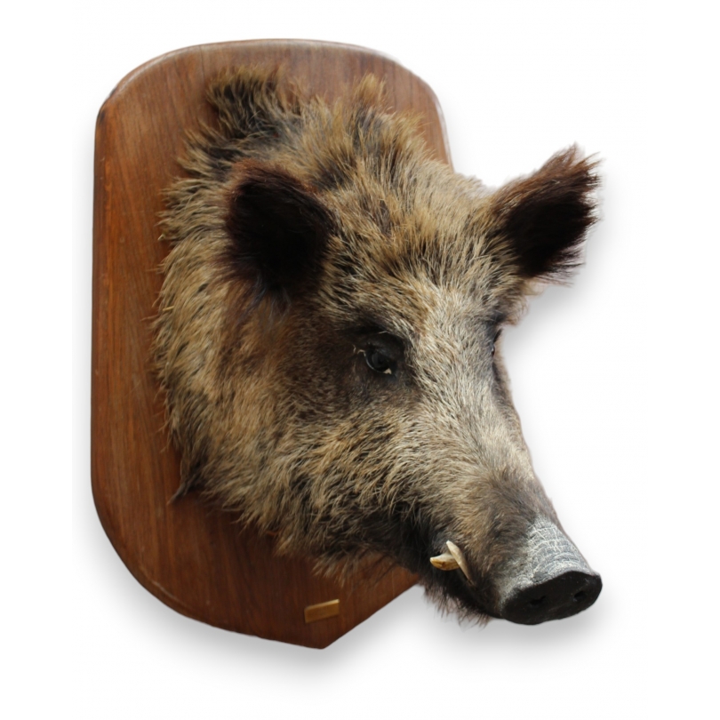 Wild boar head hunting trophy
