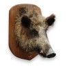 Wild boar head hunting trophy