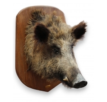 Trophée de chasse Tête de sanglier