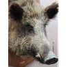 Wild boar head hunting trophy