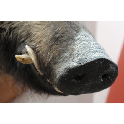 Wild boar head hunting trophy