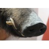 Wild boar head hunting trophy