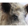 Wild boar head hunting trophy
