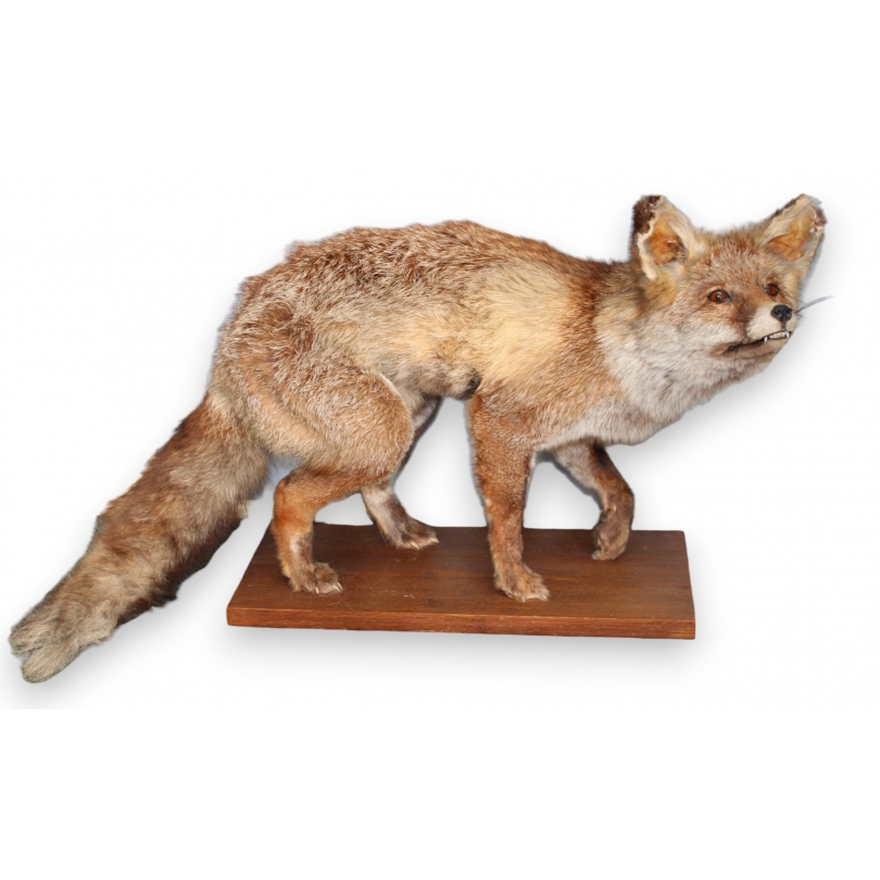 Stuffed fox