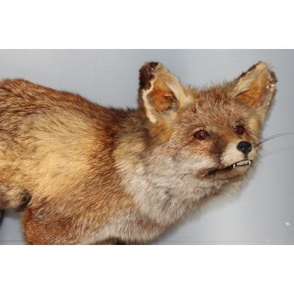 Stuffed fox