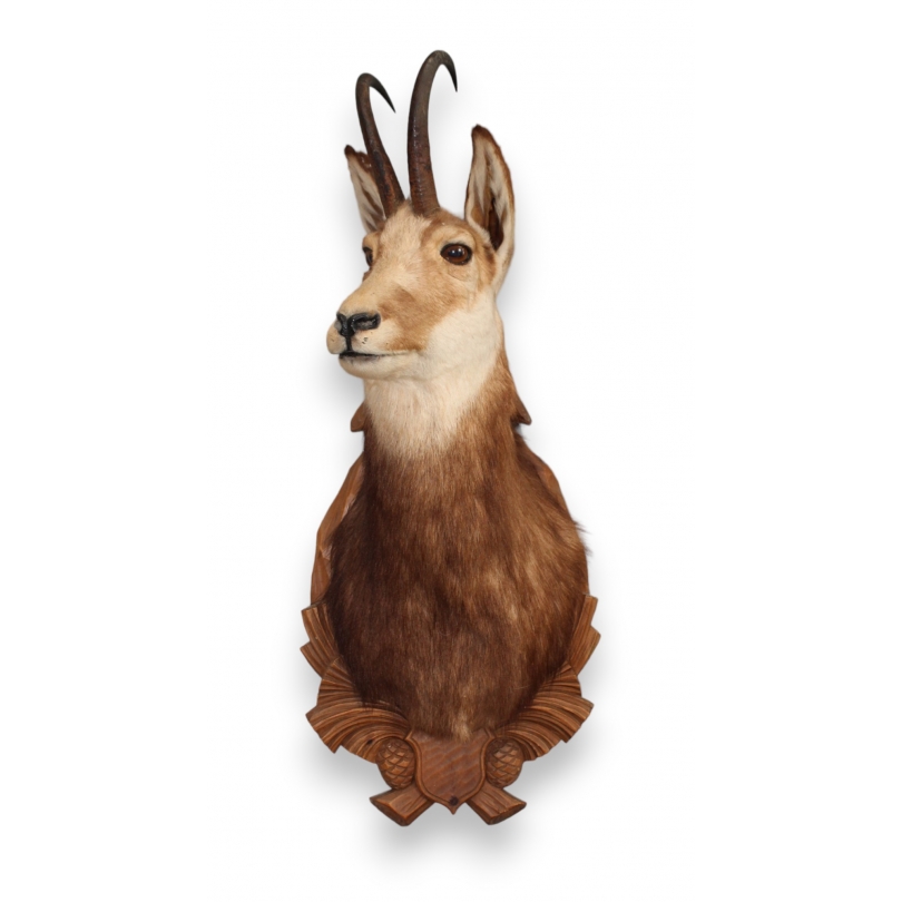 Chamois Head Hunting Trophy