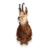 Chamois Head Hunting Trophy