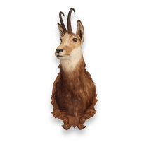 Trophée de chasse Tête de chamois