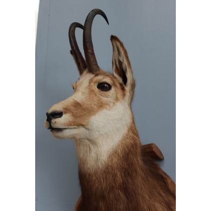 Chamois Head Hunting Trophy