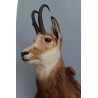 Chamois Head Hunting Trophy