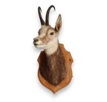 Trophée de chasse Tête de chamois