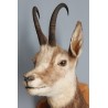 Chamois Head Hunting Trophy