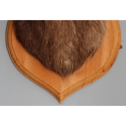 Chamois Head Hunting Trophy