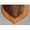 Chamois Head Hunting Trophy